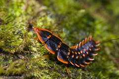 Trilobit Kfer  - Zum Vergroessern klicken!